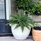 6-Pack: Boston Fern Plant with 50 Silk Fronds, 34" Wide, Floral Home by Artificial Flowers